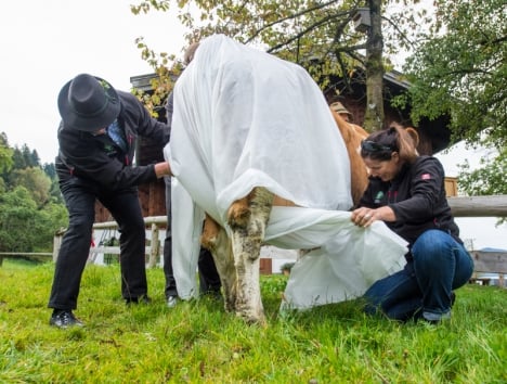 The BBV carefully put a nappy on Doris the cow. Photo: DPA